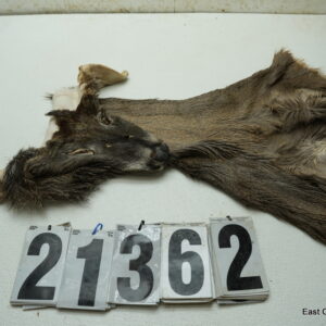 Whitetail deer cape 7x17x18x19