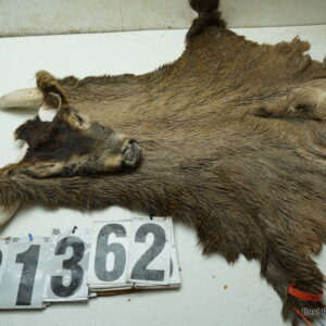 Whitetail deer cape 7.75x20x21x22