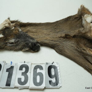 Whitetail deer cape 6.75x15x15x16