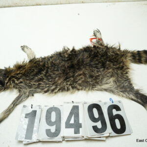 Raccoon life size 23x25+