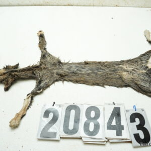 Bobcat life size 14x26