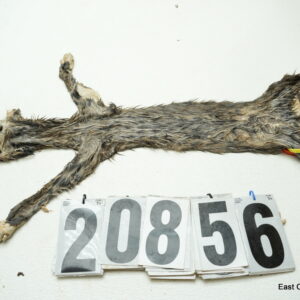Bobcat life size 14x26