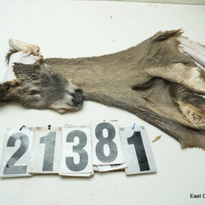 Whitetail deer cape 6.75x15x16x17