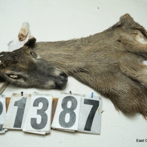 Whitetail deer cape 7.5x18x19x20