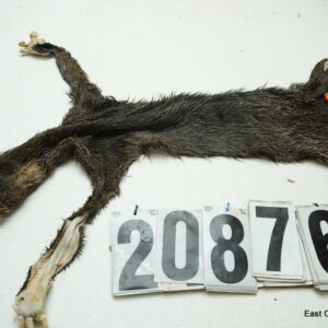 Bobcat life size 19x33+