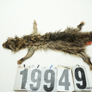 Raccoon life size 16x18