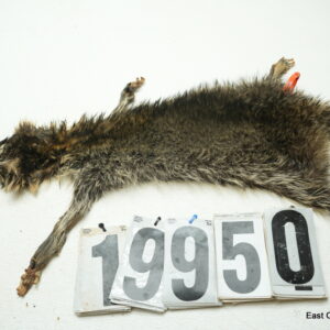 Raccoon life size 18x22