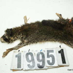 Raccoon life size 22x25+