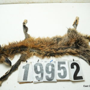 Red fox life size 16x30