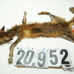 Red fox life size 13.5x26