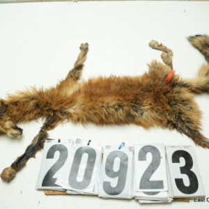 Red fox life size 14x26