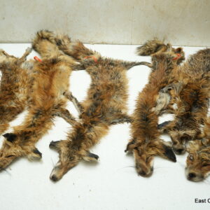 #STOCKRFLS is for 1 Red fox life size