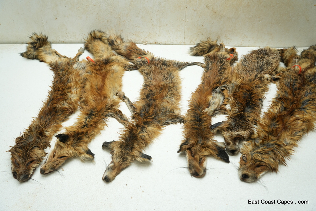 #STOCKRFLS is for 1 Red fox life size