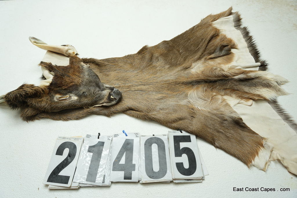 Mid-Western Whitetail deer cape 7.25x24x25x26