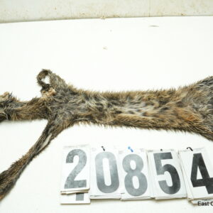 Bobcat life size 16x29