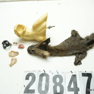 Bobcat mounting package (cape, form, jawset, and eyes)