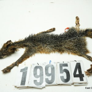 Grey fox life size 13x24