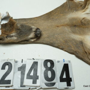 Whitetail deer cape 7.25x18x19x20