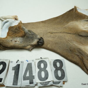 Whitetail deer cape 7.5x21x22x23