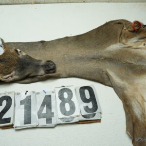 Whitetail deer cape 8x22x23x24