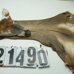 Whitetail deer cape 7.5x19x20x21