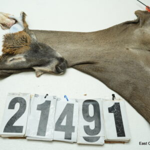 Whitetail deer cape 7.75x20x21x22