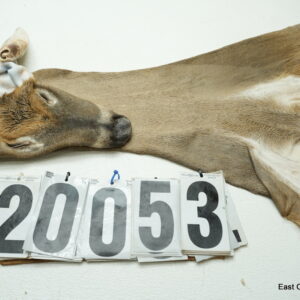 Whitetail deer cape 7.25x19x20x21