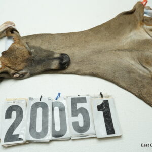 Whitetail deer cape 7.25x19x20x21