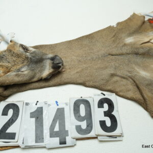 Whitetail deer cape 6.75x18x19x20