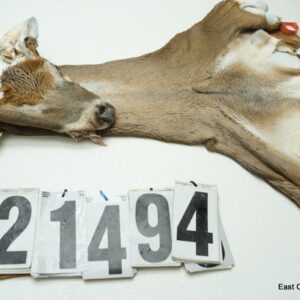 Whitetail deer cape 7x17x18x19