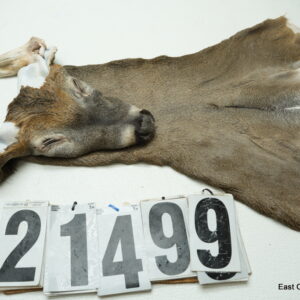 Whitetail deer cape 7.75x20x21x22