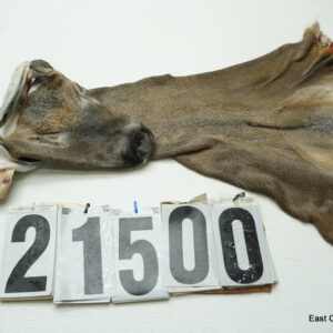 Whitetail deer cape 6.75x15x15x16