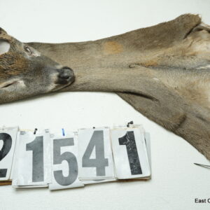 Whitetail deer cape 7.25x20x21x22