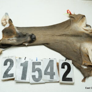 Whitetail deer cape 6.75x15x15x16