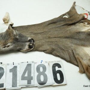 Whitetail deer cape 7.5x20x21x22