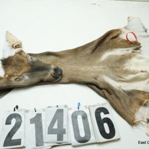 Whitetail deer cape 7x16x16x17