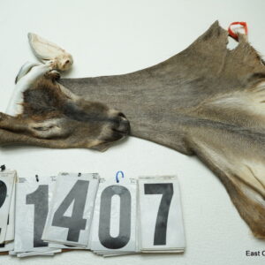 Whitetail deer cape 6.75x14x15x16