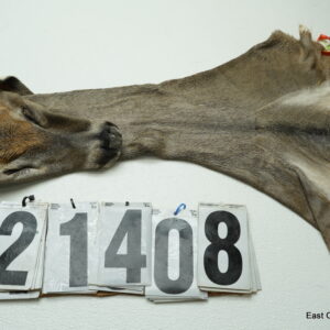 Whitetail deer cape 6.75x16x16x17