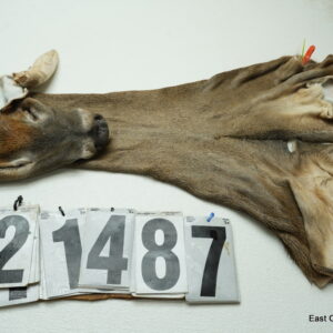 Whitetail deer cape 7.5x18x19x20