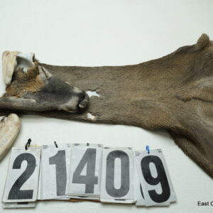 Whitetail deer cape 7.5x18x19x20