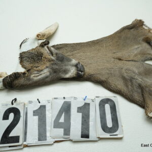 Whitetail deer cape 6.5x16x16x17
