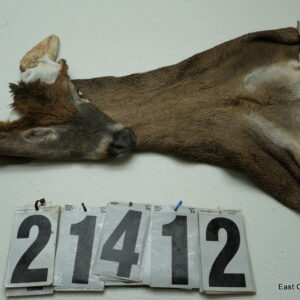 Whitetail deer cape 7.5x20x21x22