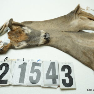 Whitetail deer cape 7.25x17x18x19