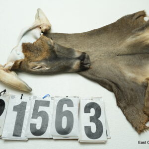 Whitetail deer cape 7.25x16x17x18