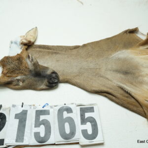 Whitetail deer cape 7.25x18x19x20