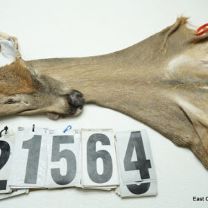 Whitetail deer cape 7x16x16x17