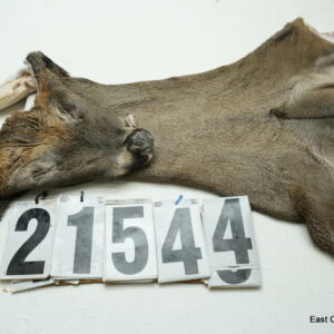 Whitetail deer cape 8x22x23x25