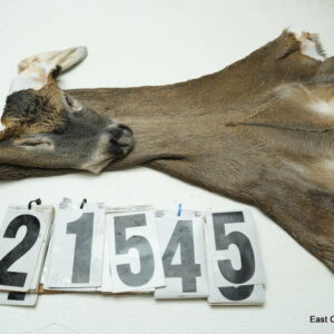 Whitetail deer cape 7.25x18x19x20