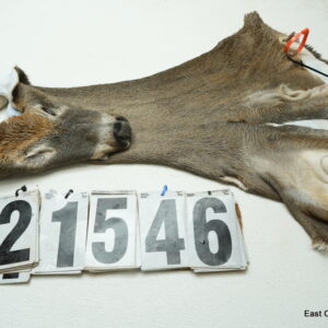 Whitetail deer cape 7.25x18x19x20