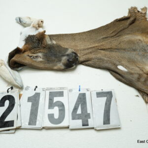 Whitetail deer cape 6.75x15x16x16